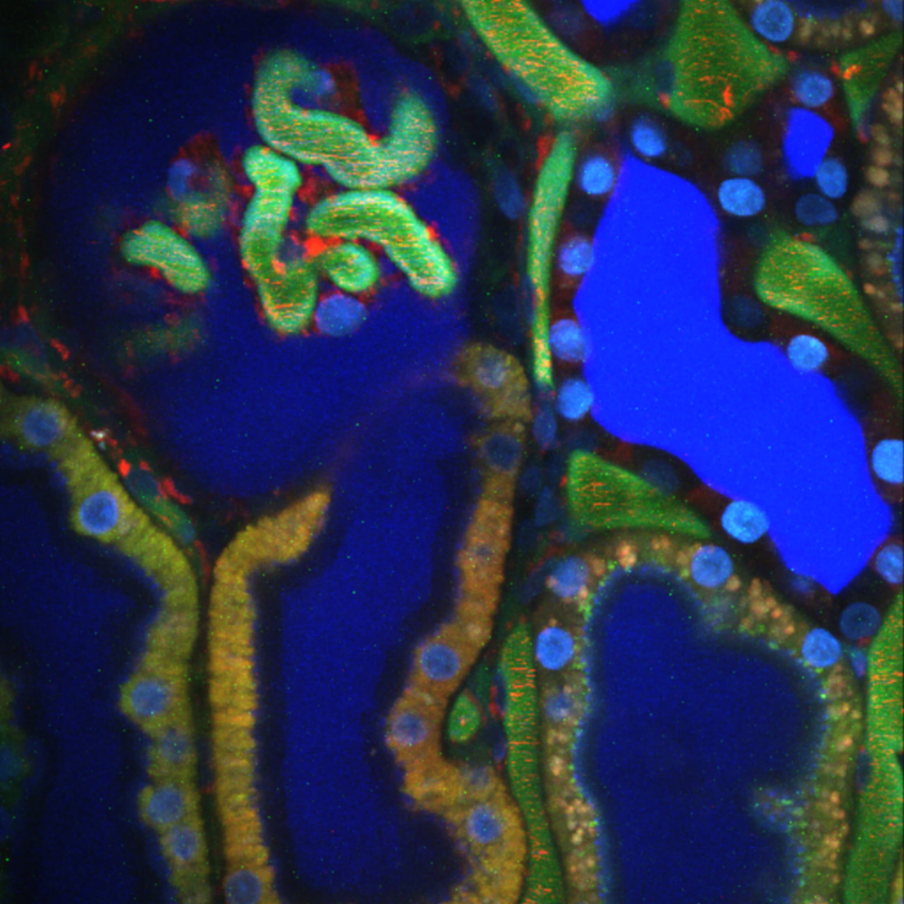 Filtration on the surface of a rat kidney