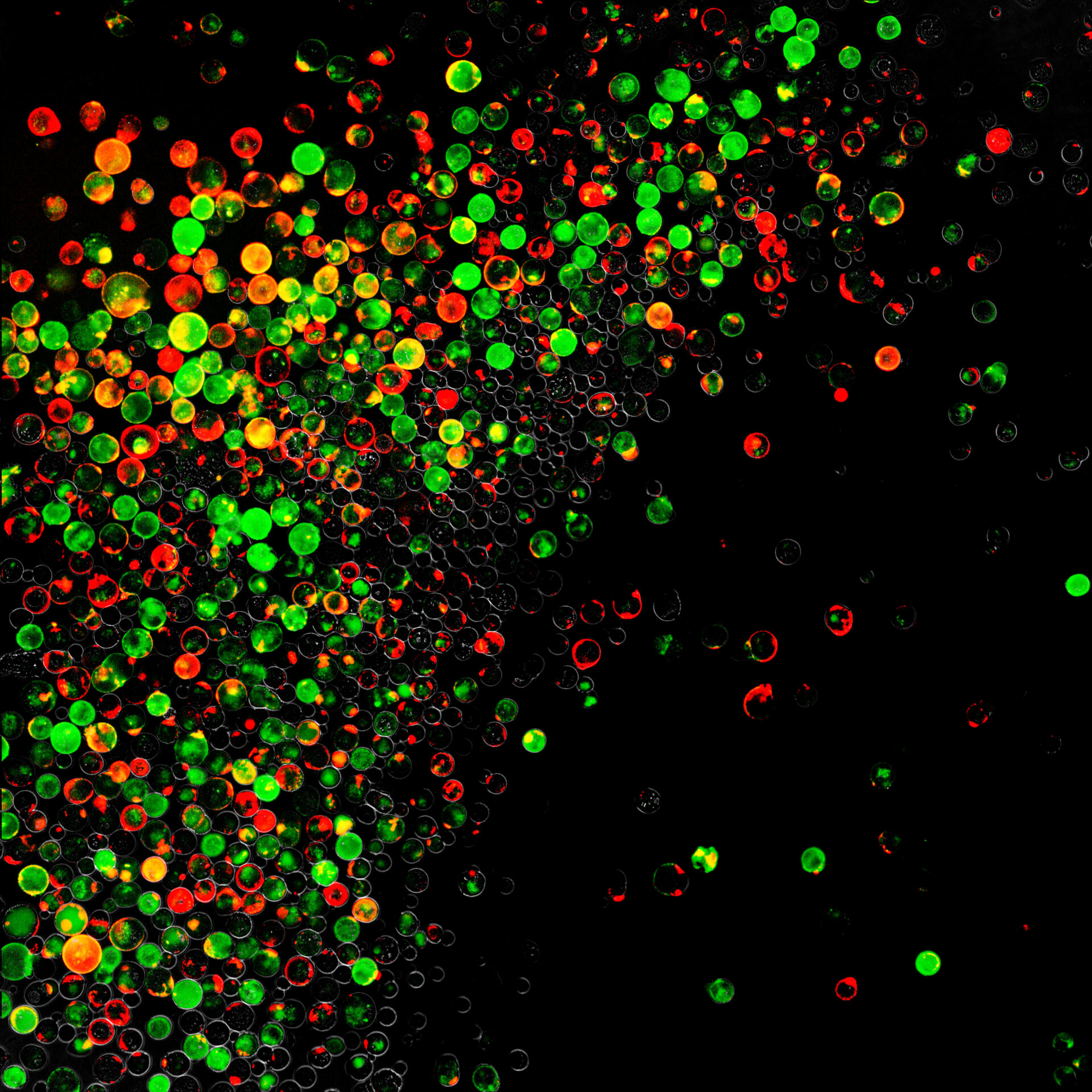 Immunofluorescence images of cultured urine stem cells (stained for CD133 (red) and CD24 (green), collected from healthy human urine.