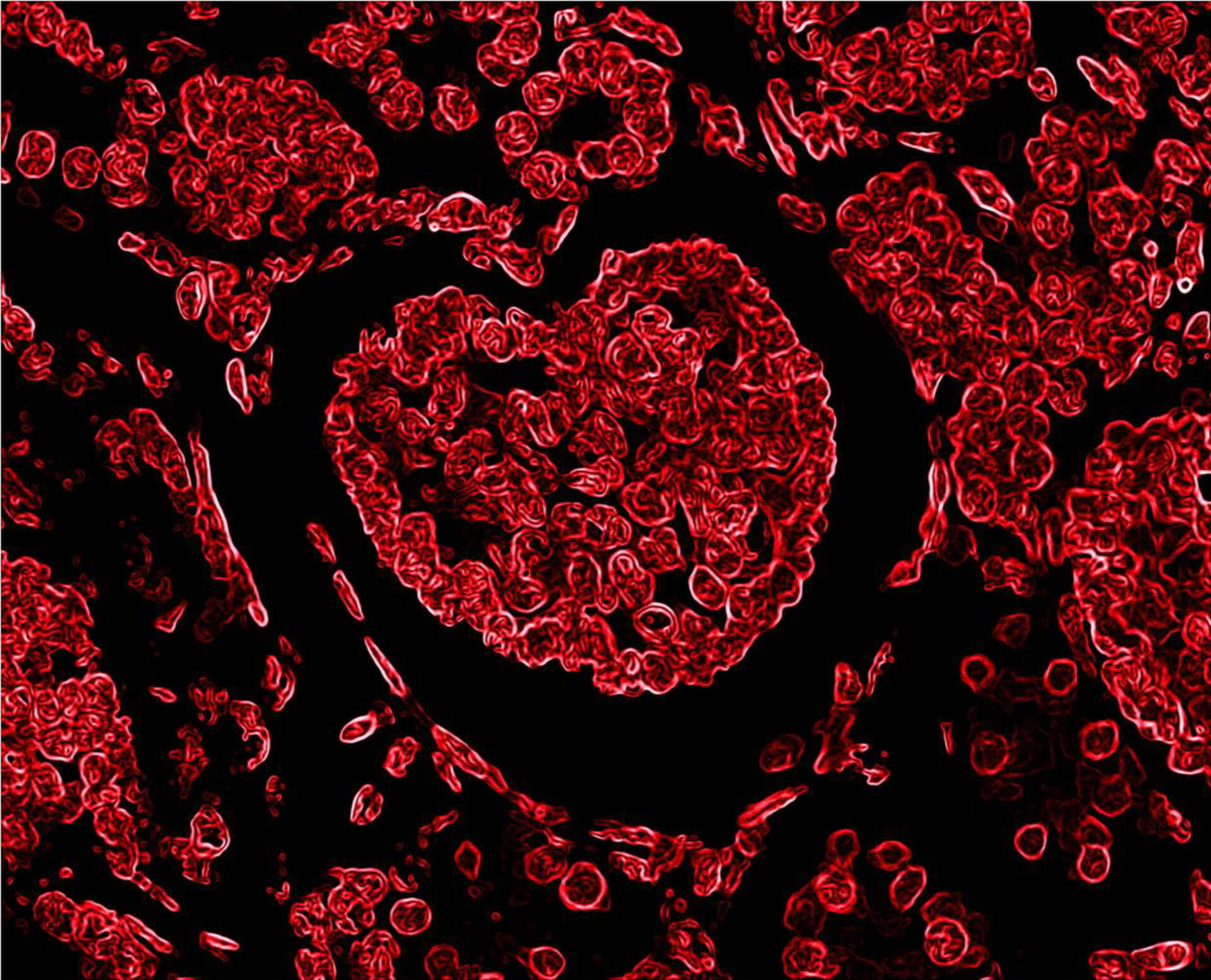 Kidney histological section in which a glomerulus forming the most iconic symbol of love