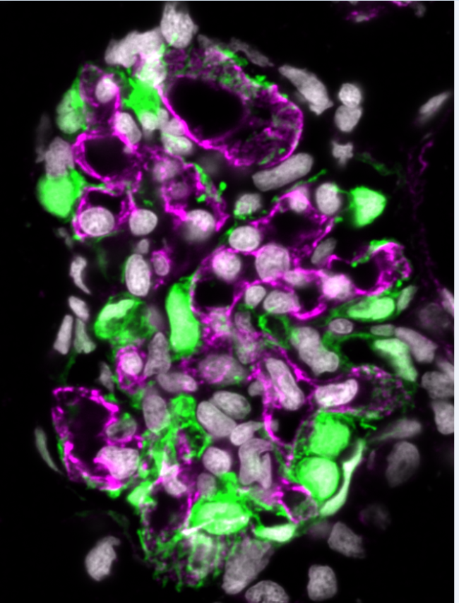 Zebrafish glomerulus